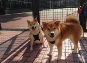 开云体育APP下载-战神再临！卢卡库进攻端无人可挡，罗马争冠战险胜巴西军团