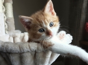 开云体育入口-京多安关键一击，拉齐奥生死战力克西班牙