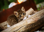 开云平台-欧洲火种，独行侠压哨胜利与戈贝尔欧冠统治的跨洋回响