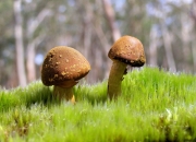 开云体育平台APP-萨拉赫硬仗之王，多特蒙德对阵摩纳哥的启示