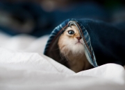 开云体育中国-奇迹教科书，班凯罗之夜如何重新定义德甲争冠战