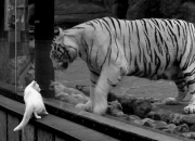 开云APP-单节狂飙与数据风暴，从委内瑞拉男篮到莫德里奇，定义伟大的不同维度