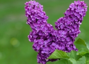 开云体育登录-巴黎前夜的重磅预演，波兰铁骑如何打穿排球皇马的神话防线