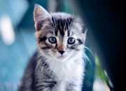 开云体育入口-灯塔，范弗利特在F1街道赛之夜完成的不朽里程碑