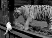 开云sport-单节闪电战撕裂防线！罗德里戈一柄利刃，美国队降伏太极虎