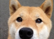 开云下载-星尘为弦，东契奇拨动逆转序曲，独行侠撕裂太阳的光辉纪元