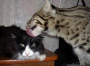 开云体育入口-北欧神话逆袭非洲巨人，格纳布里一锤定音，挪威掀翻安哥拉