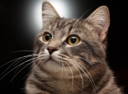 开云官网-恩比德关键一投定胜局，雄鹿节奏掌控力压吉林队