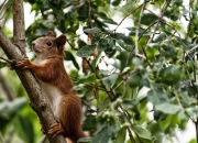 开云平台-双雄争锋，王权在握，詹姆斯冠军级表现终结火箭猛龙大战