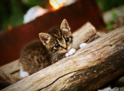 开云体育官网-巨人游戏，当文班亚马的四双惊雷劈向勇士王朝的黄昏