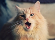 开云下载-灵魂收割者，当东契奇踏入博弈与韧性的舞台