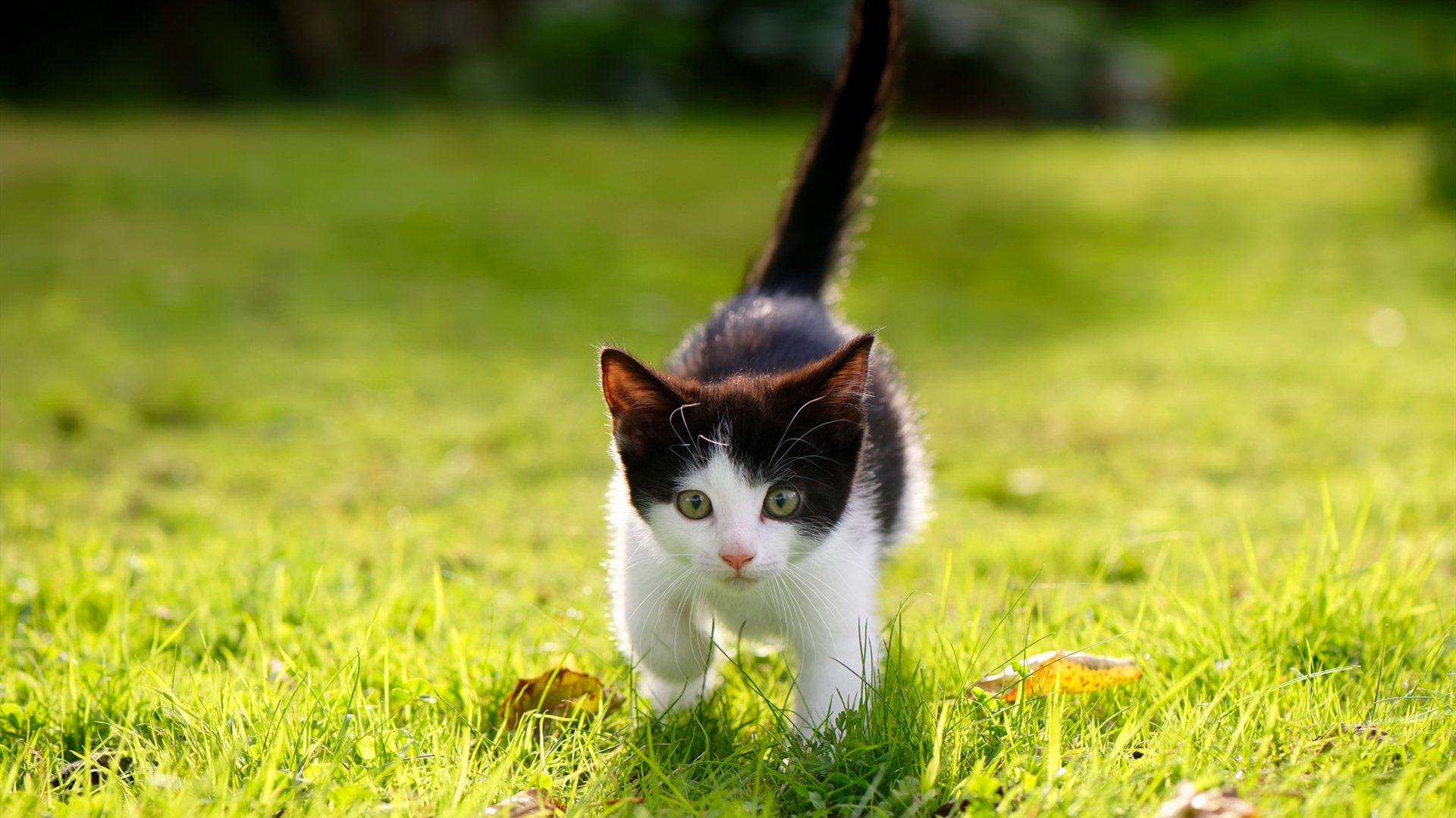 横跨大洋的表演赛,当霍勒迪在乌鲁木齐冰封末节