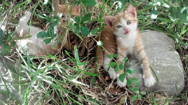 跨越时空的篮球射手,当克莱遇见世界杯之夜