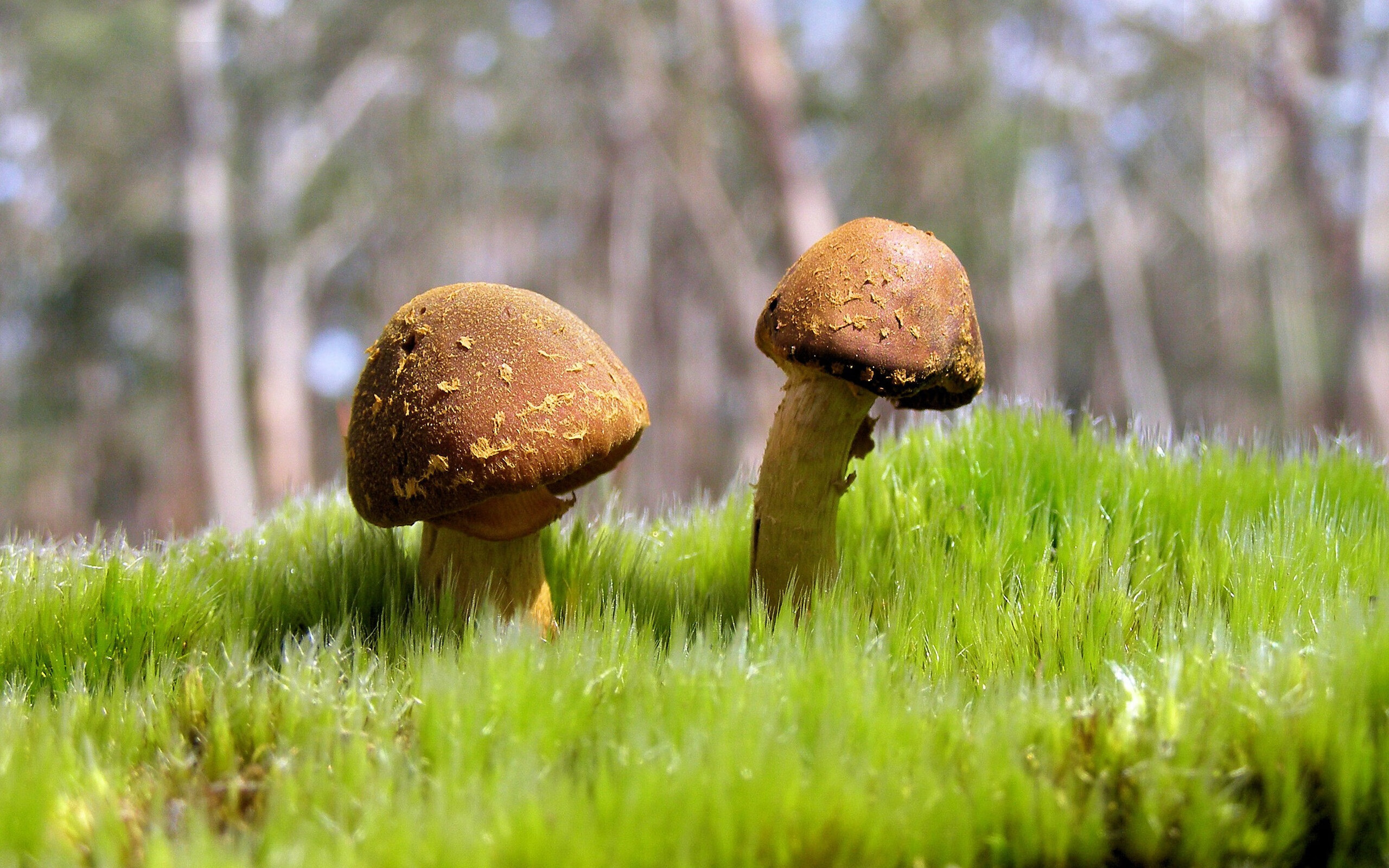 冰火淬炼,王者归来,克莱封神之夜与76人的铁血征服