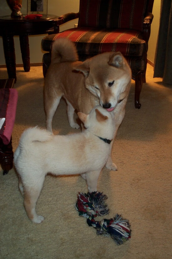 绿茵闪电战与篮下风暴,欧冠决赛的节奏如何诠释篮网一波带走的艺术