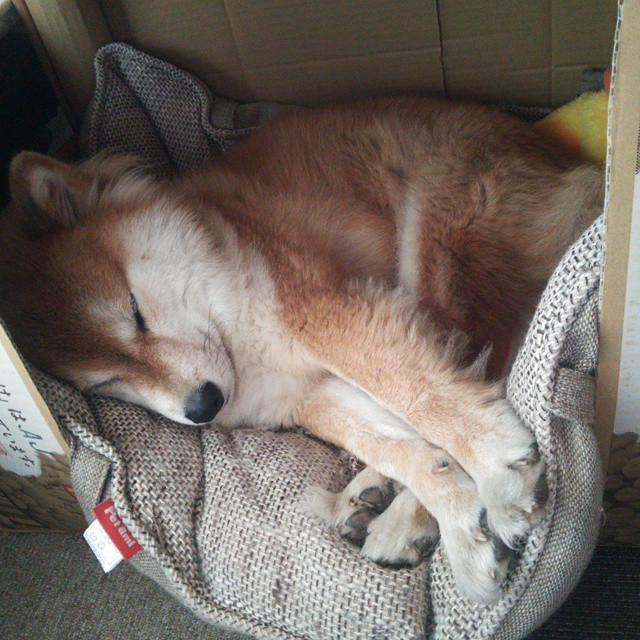 唯一性,巨网捕猎夜,武切维奇是那面突破叹息之墙的重锤