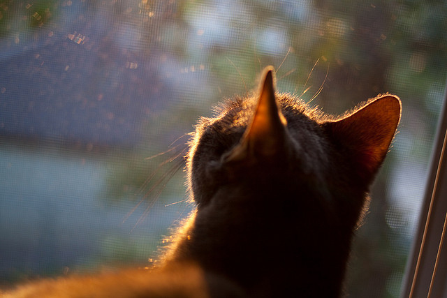 跨界魔幻现实主义,当NBA季后赛遇上勒沃库森封锁新西兰