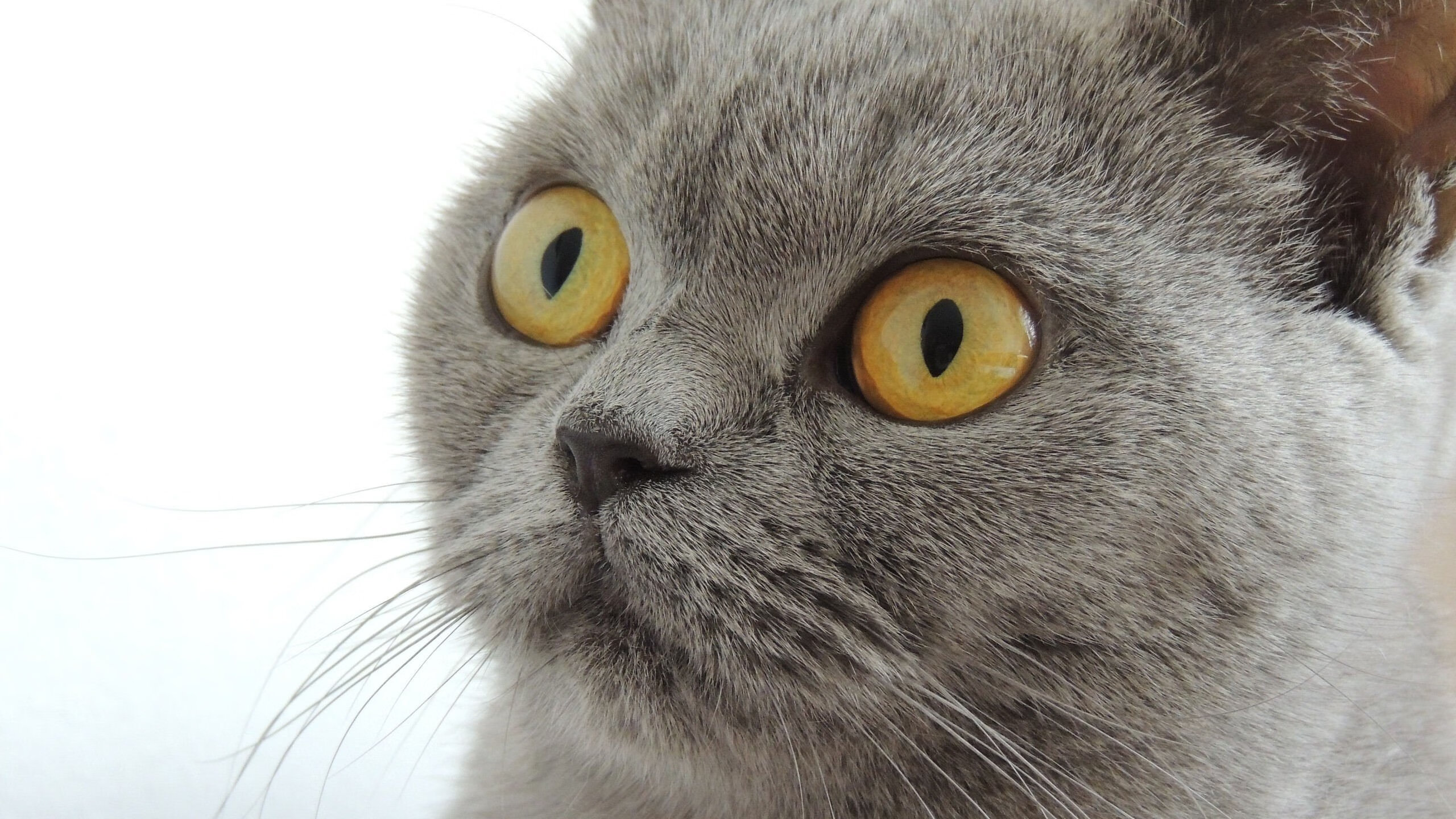 亚洲之光闪耀大洋洲,久保建英独造三球撕裂墨西哥