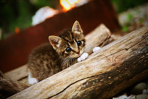 欧洲火种,独行侠压哨胜利与戈贝尔欧冠统治的跨洋回响