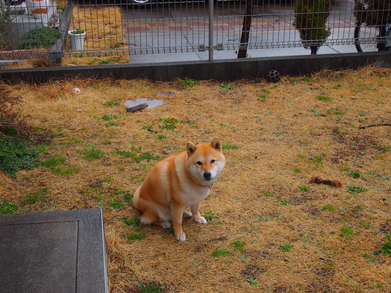 化身雄鹿版莫兰特!关键战他如利刃出鞘,率队灼穿热火铁壁