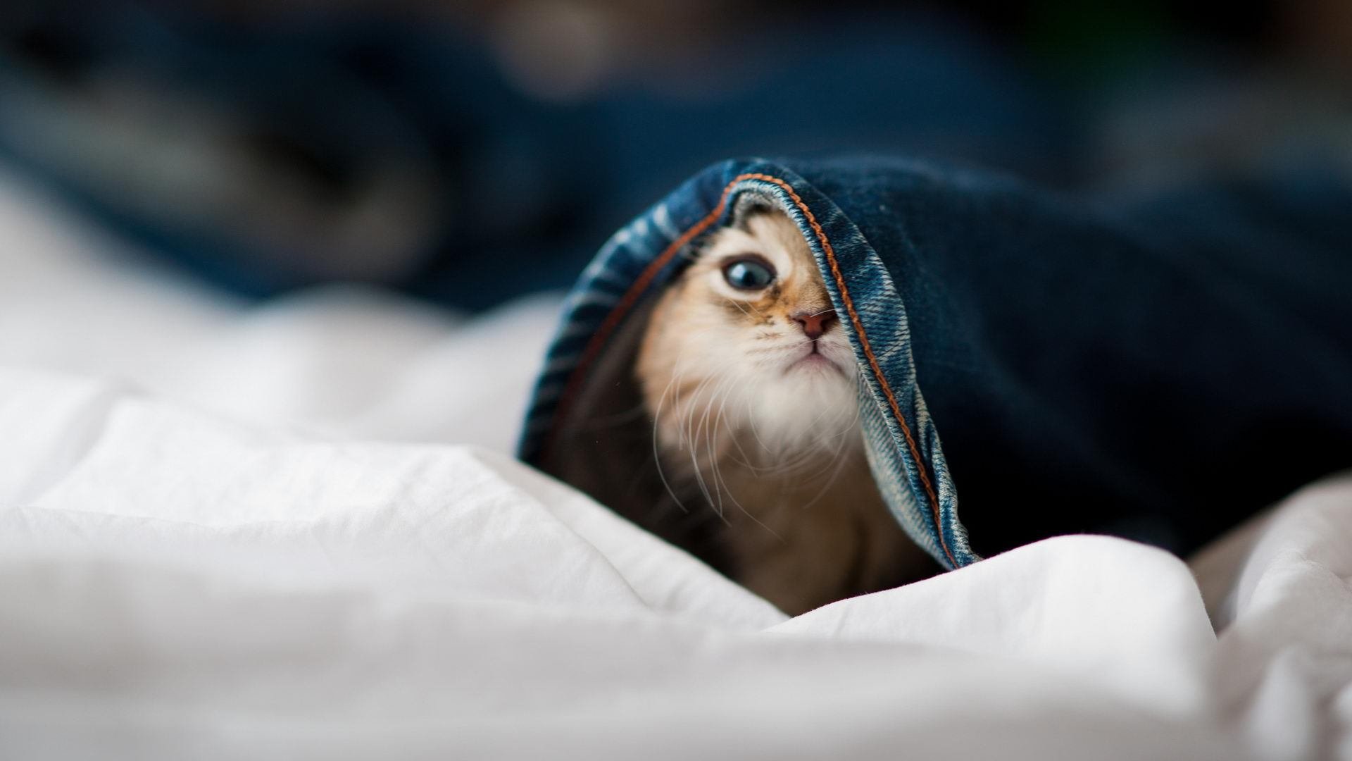 奇迹教科书,班凯罗之夜如何重新定义德甲争冠战