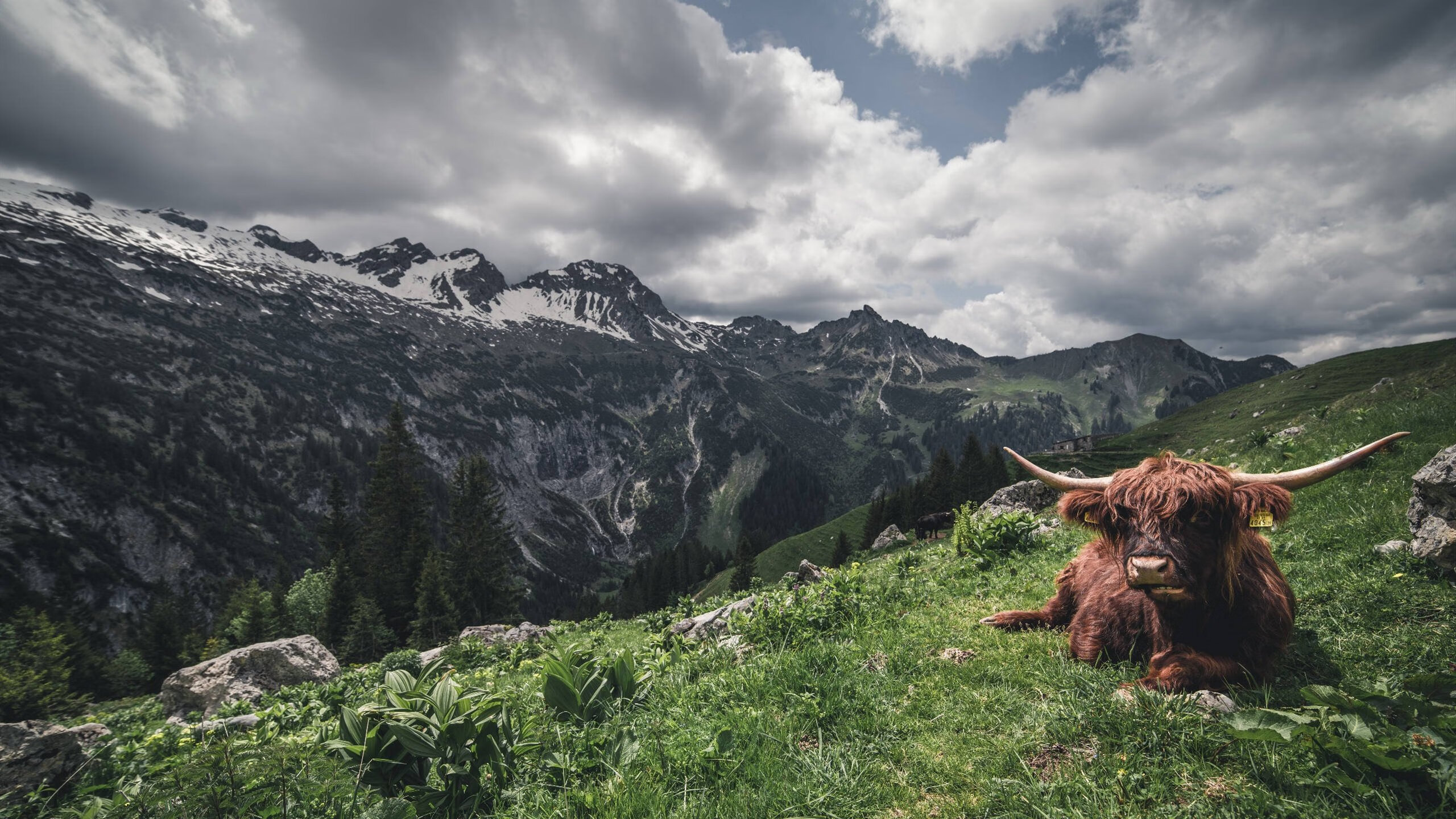 火海焚盾,亚特兰大窒息式进攻撕裂德国战车,世界排名争夺战上演战术革命