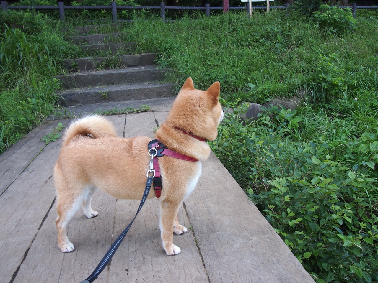 跨界魔王格纳布里,当足球魔法降临安哥拉VS美国之战