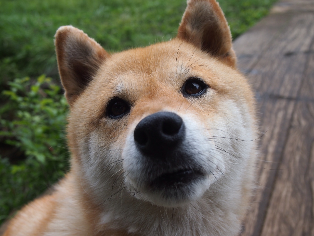 绿茵火药桶,当克瓦拉茨赫利亚点燃欧洲,沙特用战术终结了喀麦隆的时代