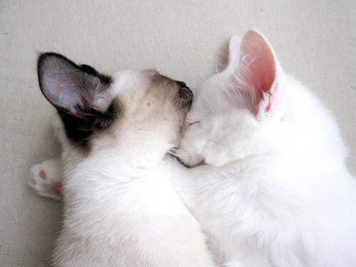 一人成军,铁壁天堑—记世青赛上那场唯一属于马里的逆袭当桑巴舞步撞上西非铁壁,无名小卒凯塞多是如何打穿神话的