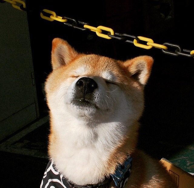 东方铁蹄踏碎高原神话,浙江队完胜爵士背后,武切维奇的持续杀伤力解码