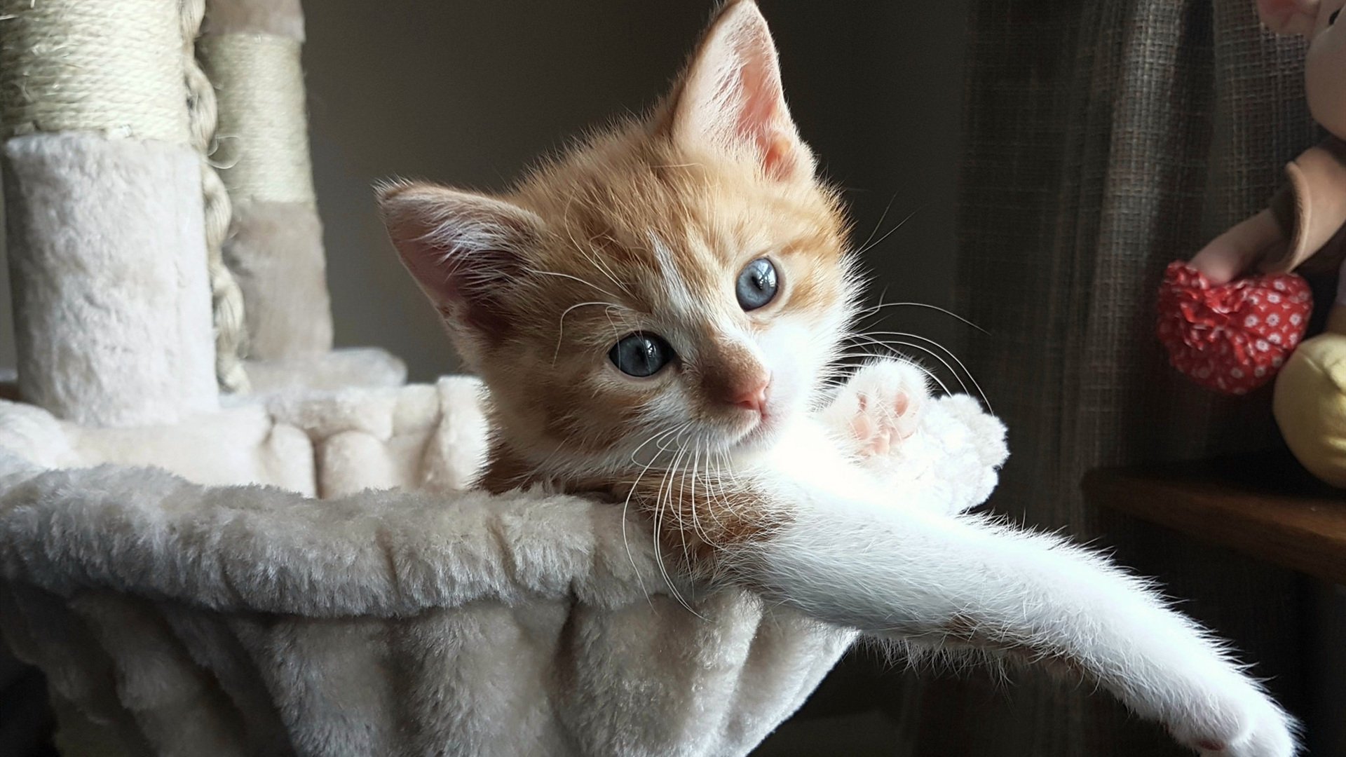 封锁佛罗伦萨,戈麦斯一人之力改写历史的传奇