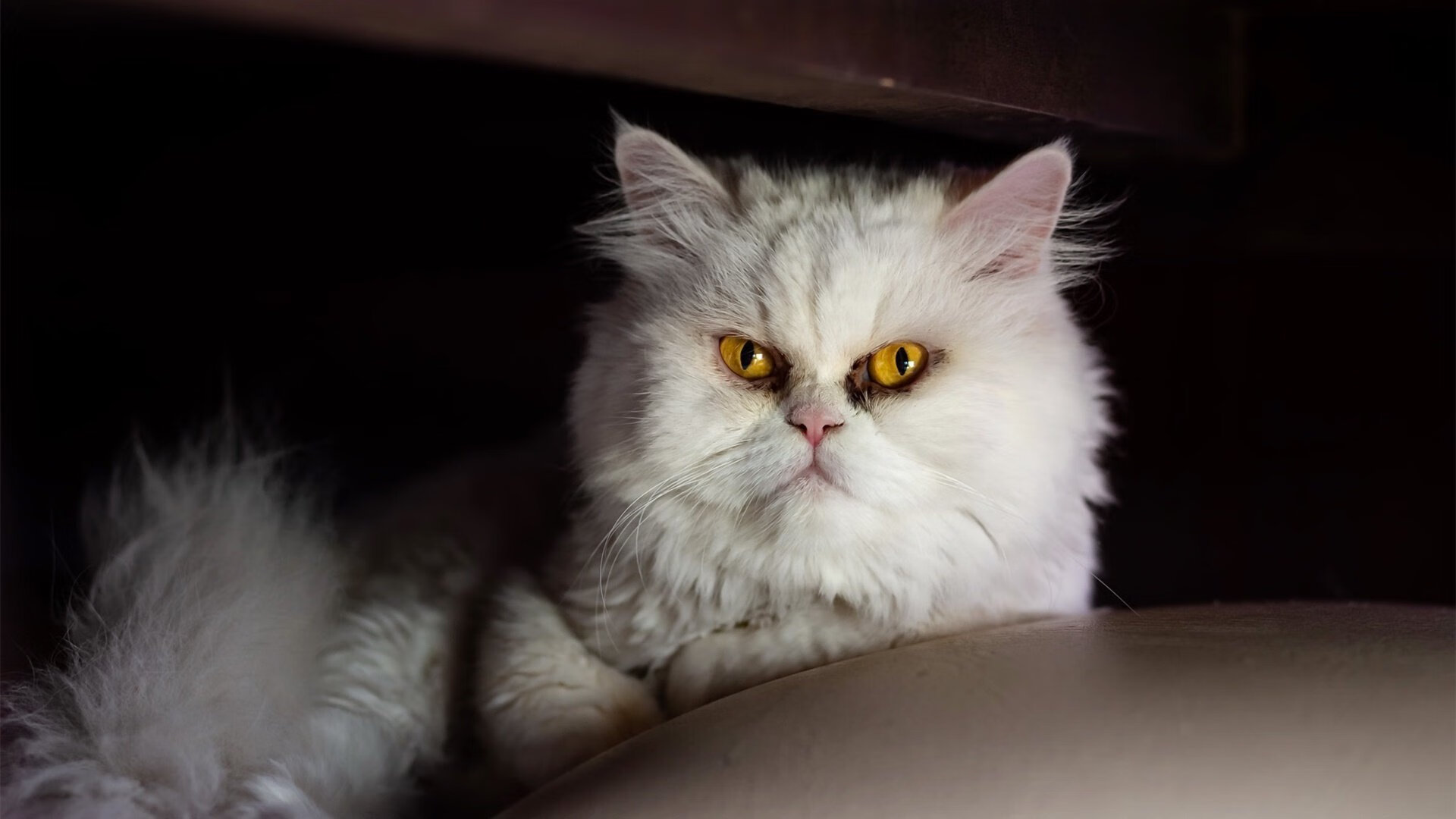 伦纳德火力全开！勇士连续得分筑起防守壁垒，上海队难挽败局