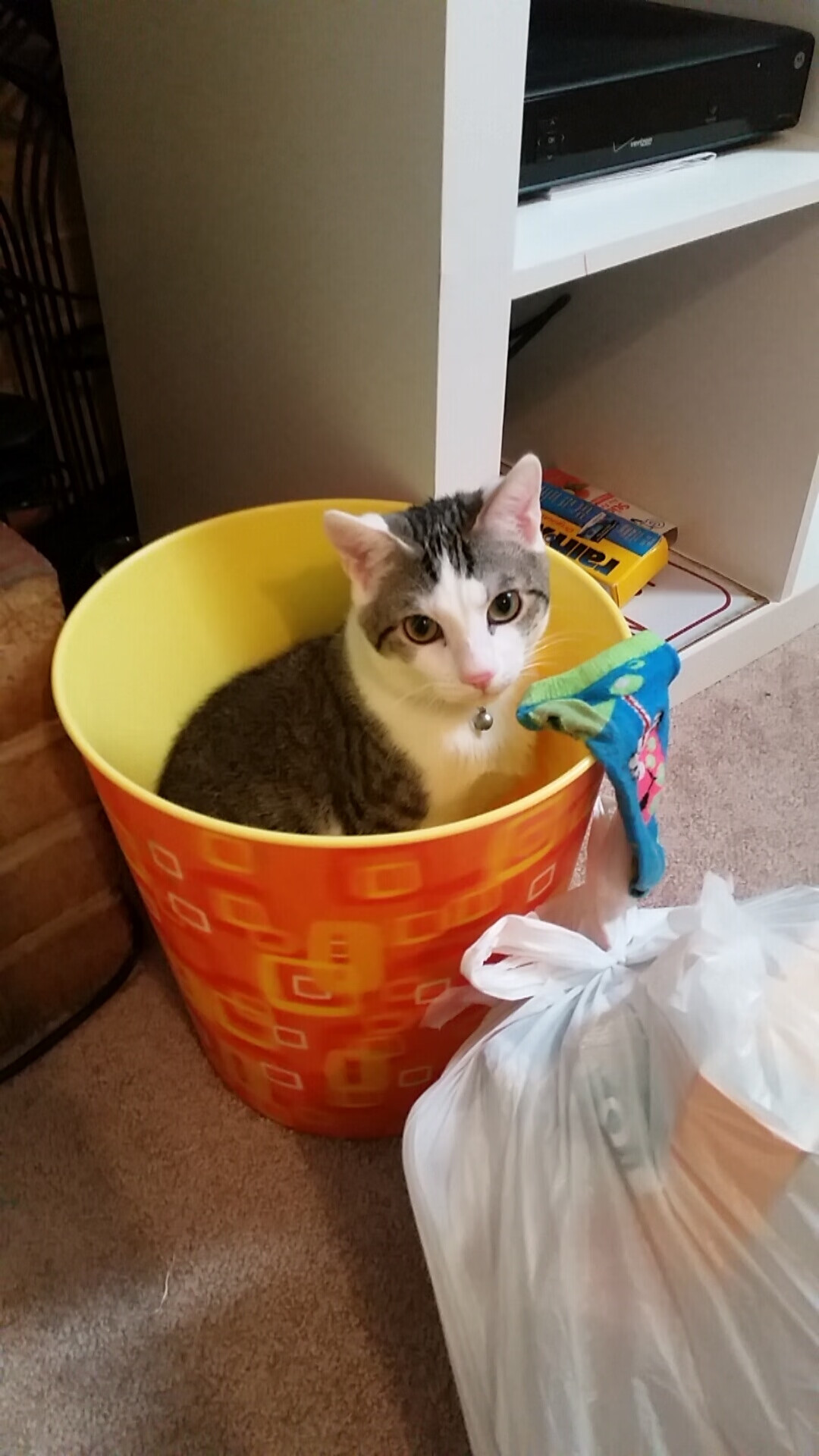 天山脚下密尔沃基的收割季,当冰雪纪律遇见戈壁孤勇