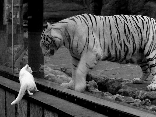 单节闪电战撕裂防线！罗德里戈一柄利刃，美国队降伏太极虎