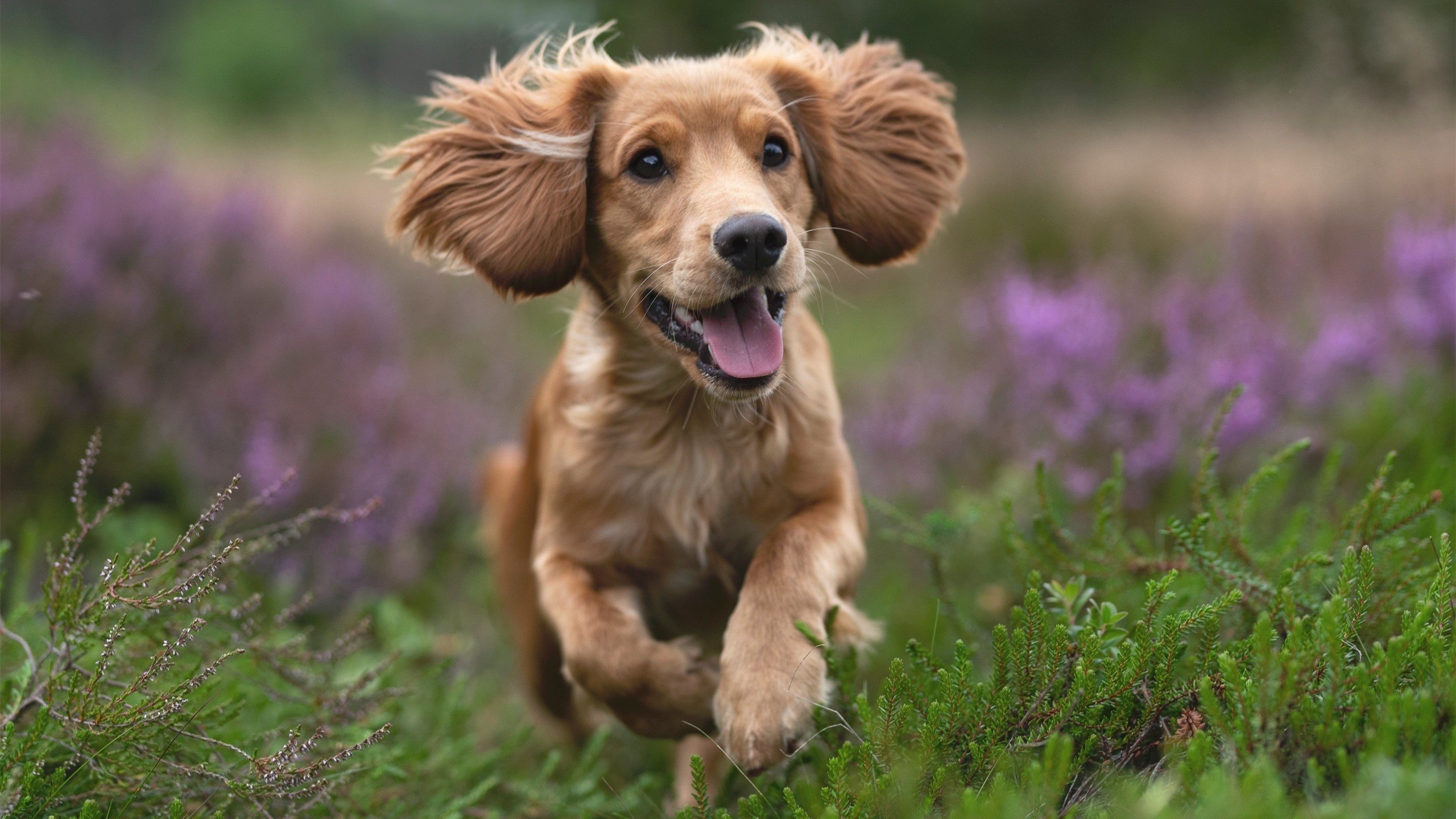 国家荣耀vs俱乐部传奇，帕尔默帽子戏法引领塞内加尔友谊赛攻克佛罗伦萨