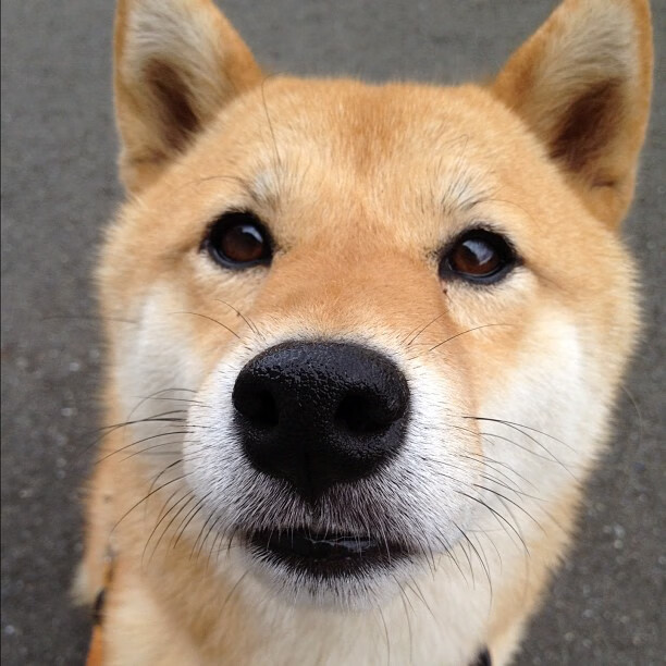 星尘为弦,东契奇拨动逆转序曲,独行侠撕裂太阳的光辉纪元