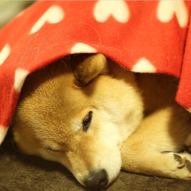 雄鹿城下的魔术师,武切维奇独舞,上海队惊天逆转