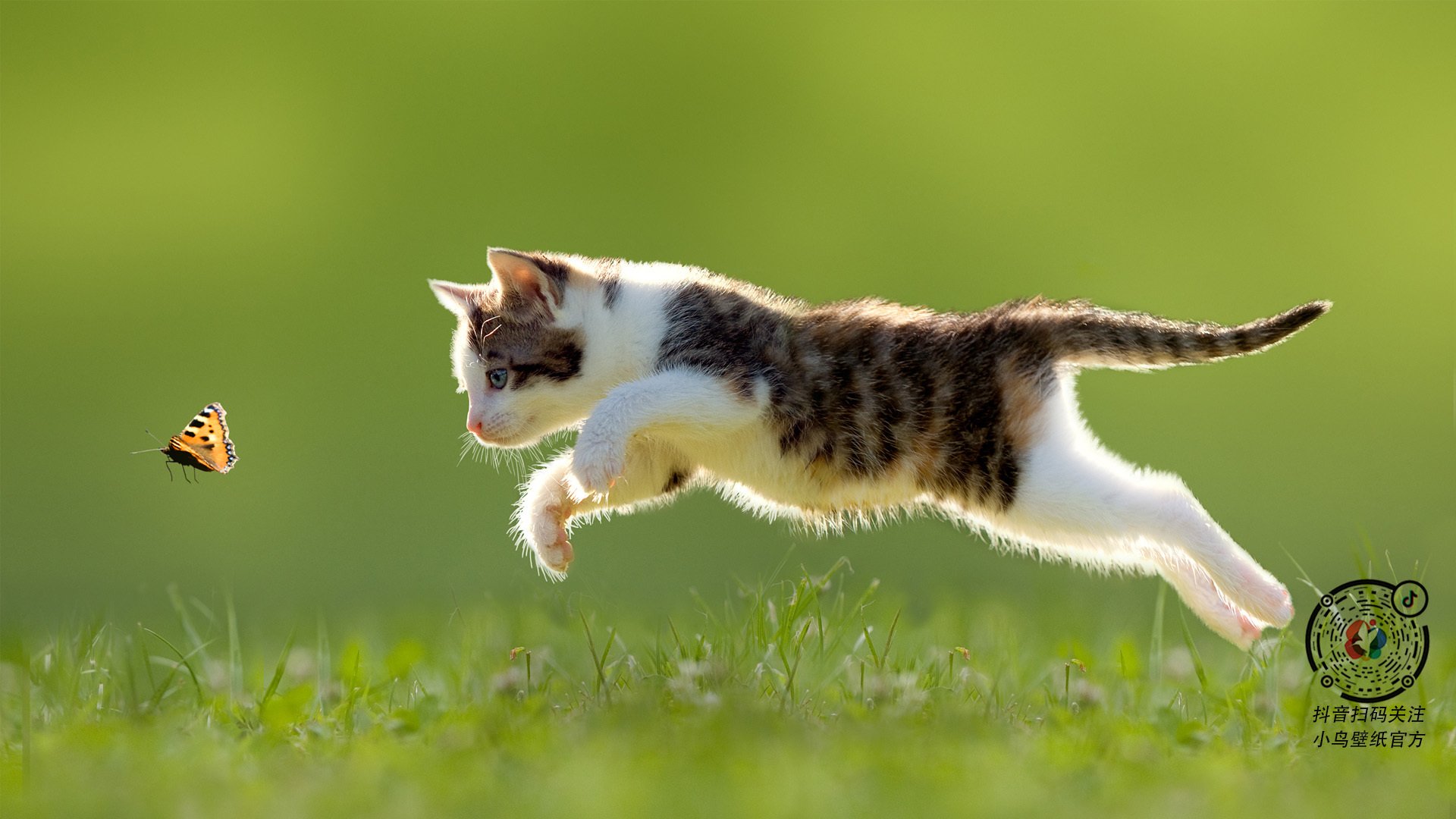 范弗利特指挥交响乐,凯尔特人节奏碾压热火,战略压制奏效