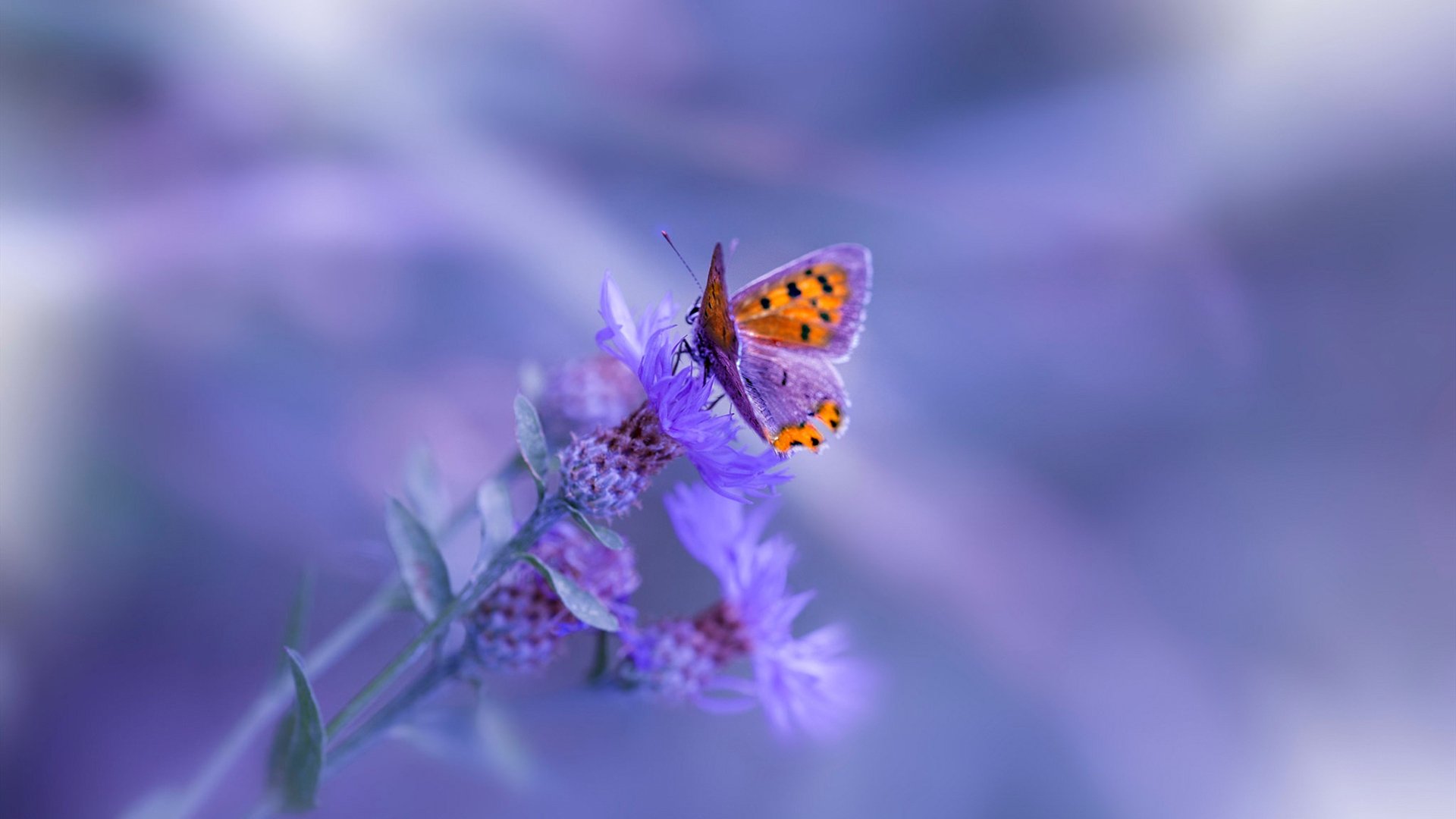 尘封十九年,森林狼在生死战粉碎骑士背后的篮球经济学