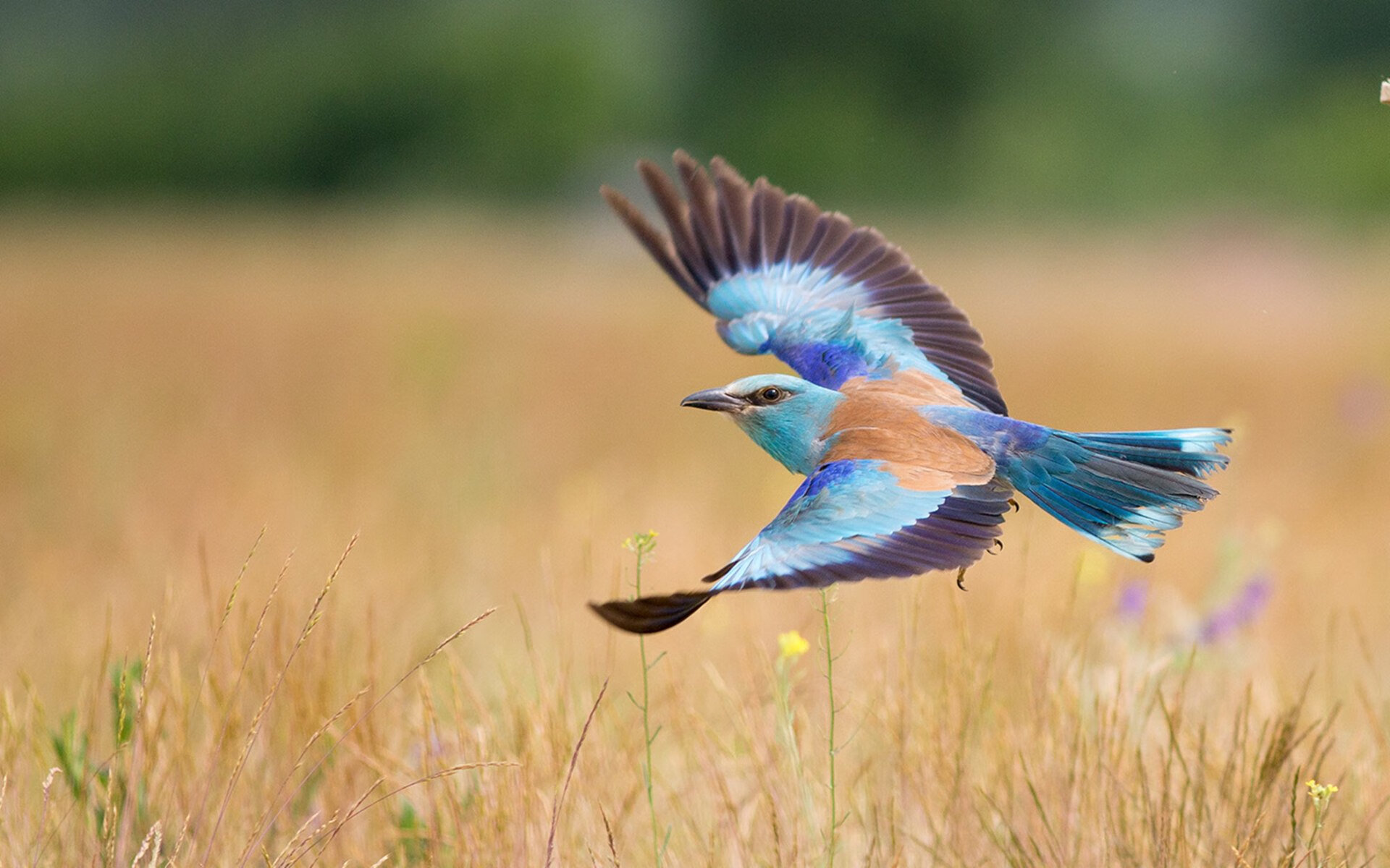 冰川与鸢尾花的对决，2026世界杯史诗之战，芬兰用森林魔法淘汰佛罗伦萨