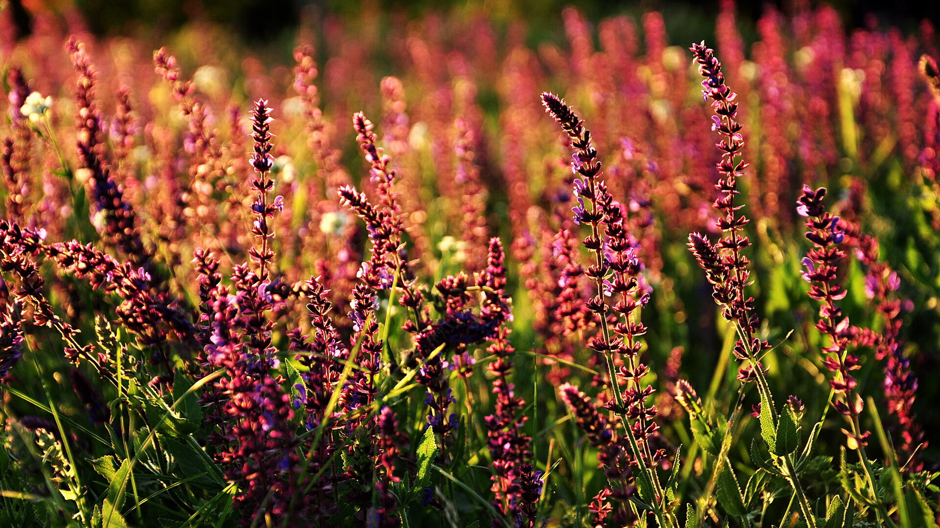 新王登基,马丁内利关键一击,阿根廷终结玻利维亚高原魔咒