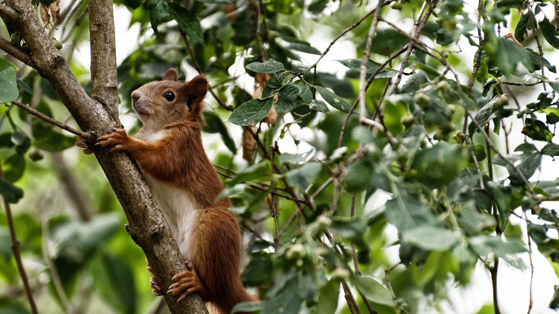 双雄争锋，王权在握，詹姆斯冠军级表现终结火箭猛龙大战