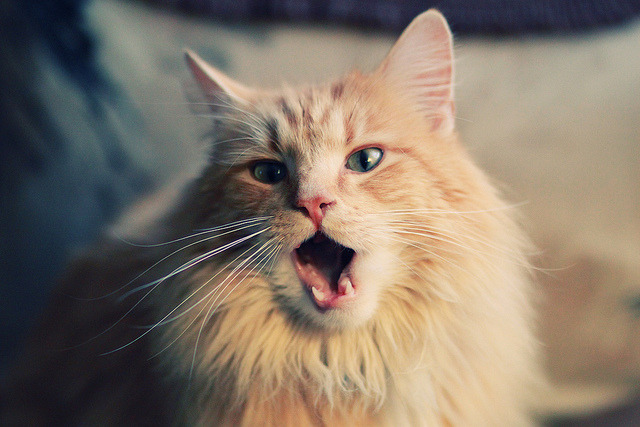 灵魂收割者，当东契奇踏入博弈与韧性的舞台